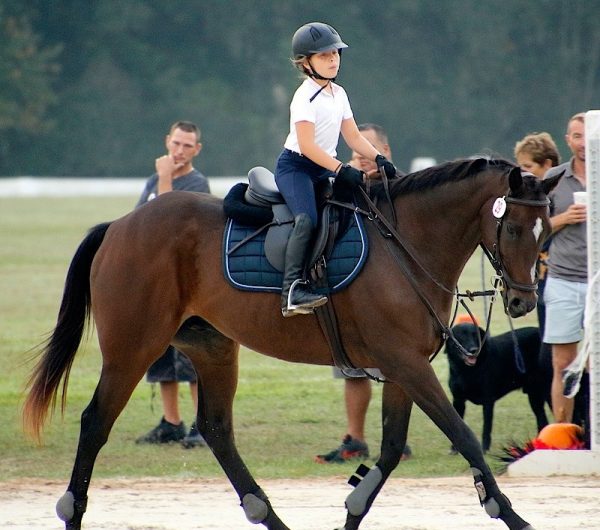 Show Jumping Schooling Show